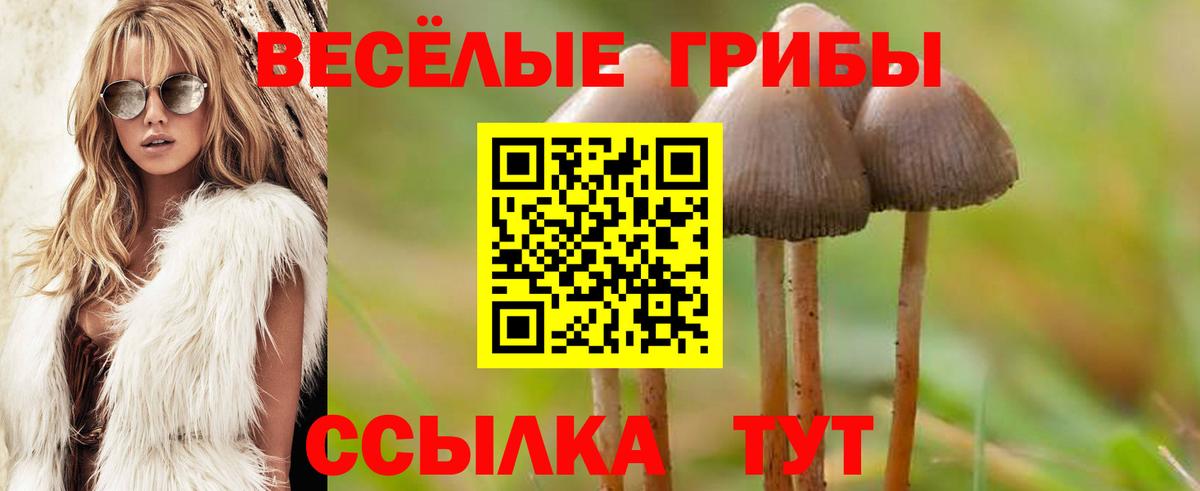 Псилоцибиновые грибы GOLDEN TEACHER  Вход с VPN  Сертолово  Псилоцибиновые грибы мухоморы 